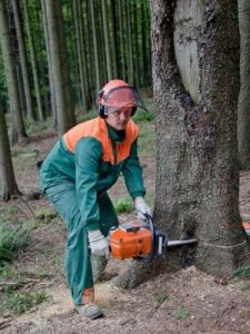 First Aid at Work (forestry